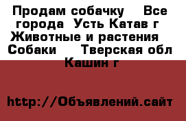 Продам собачку  - Все города, Усть-Катав г. Животные и растения » Собаки   . Тверская обл.,Кашин г.